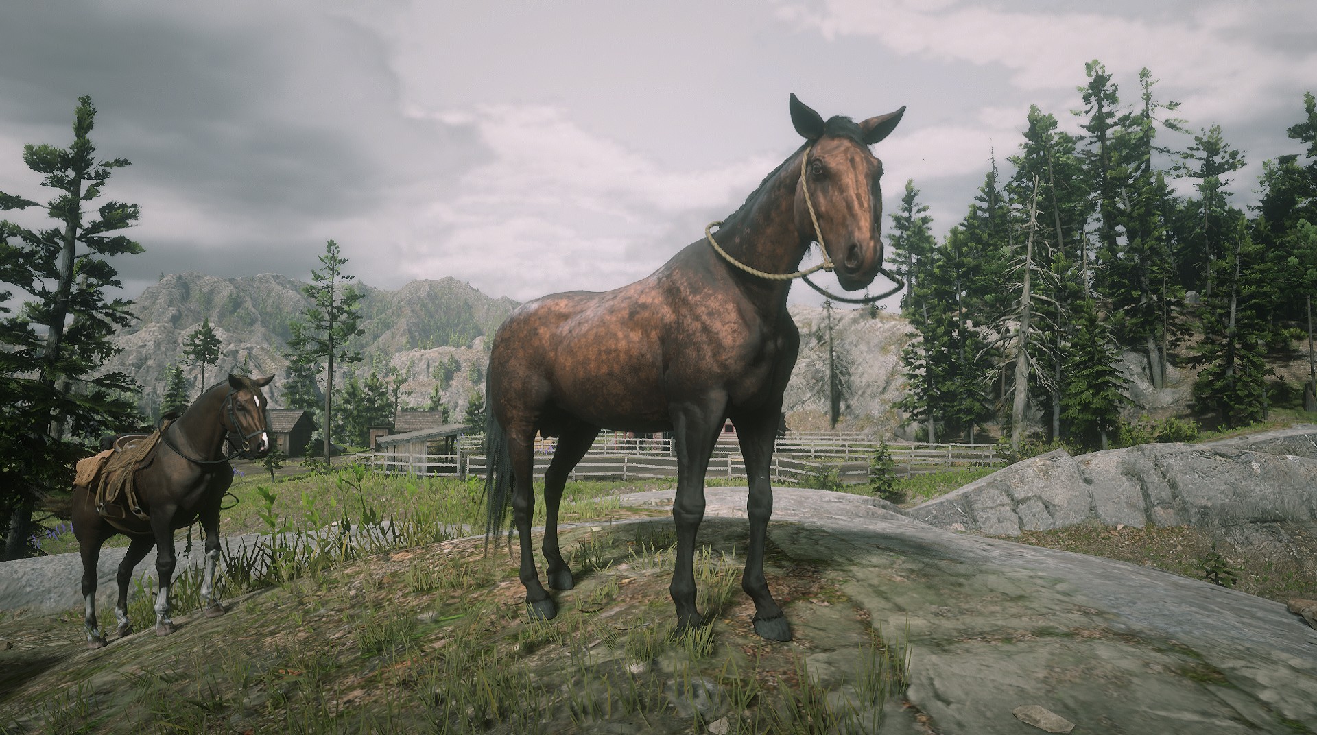 Strawberry Rdr Strawberry by Pumkinapplepie in Red Dead Redemption 2 - Rockstar Games